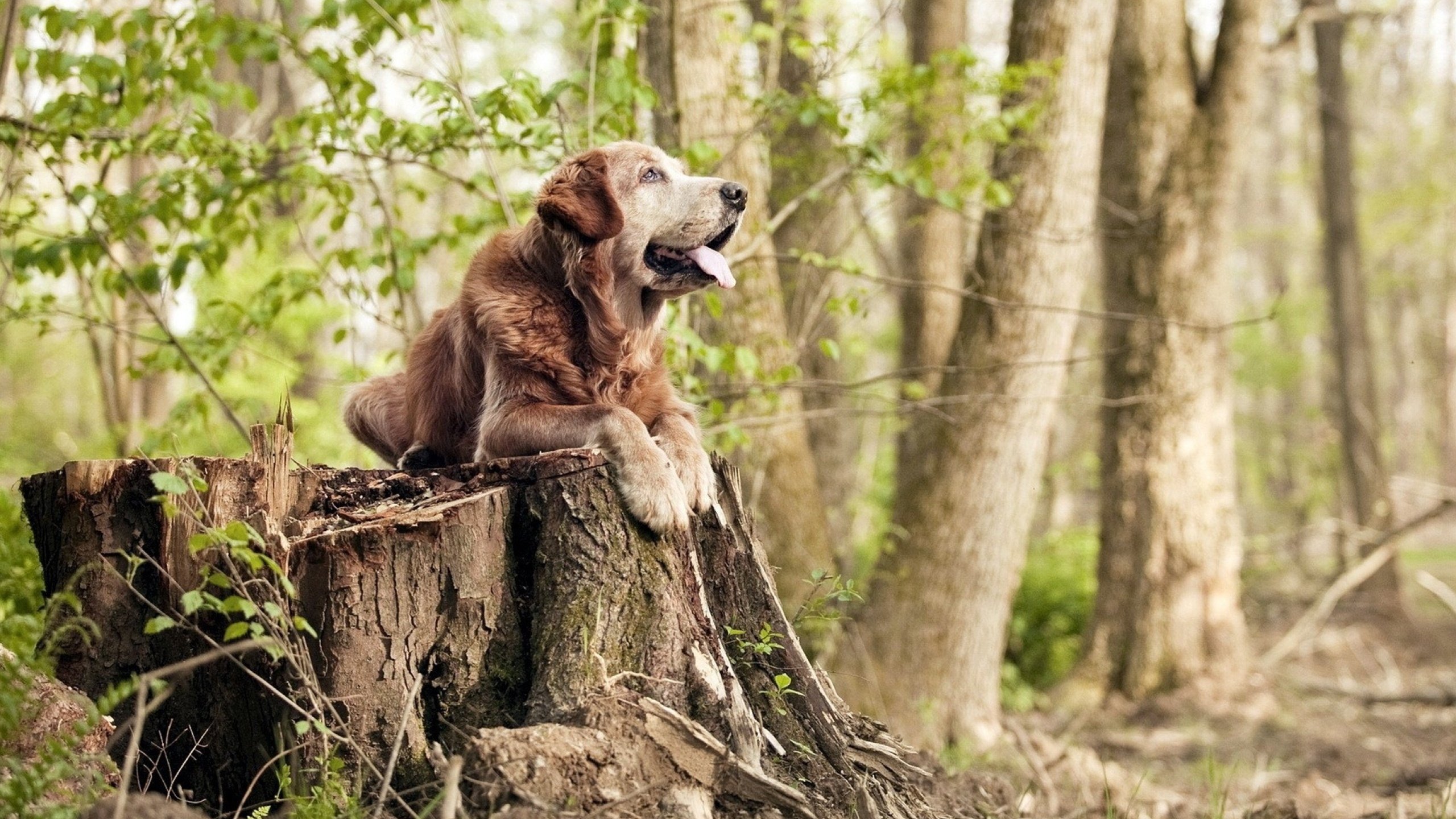 城市极速跑酷巡演,街头极限运动亮相城市舞台,街道极限跑酷