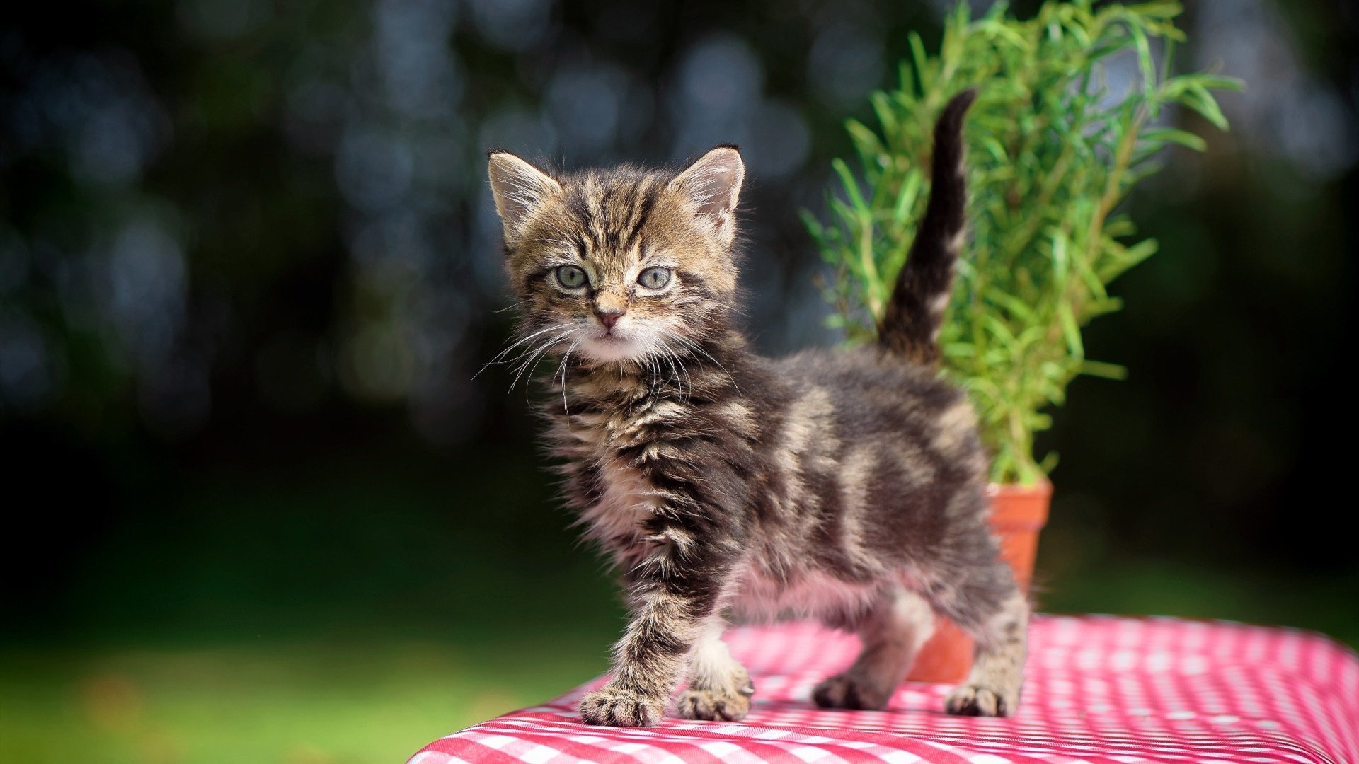 爱游戏综合娱乐-日本门将神扑，守护球队荣誉！，日本队守门员球衣