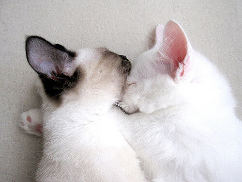 KPL选手伤病恢复情况通报，kpl手术失败