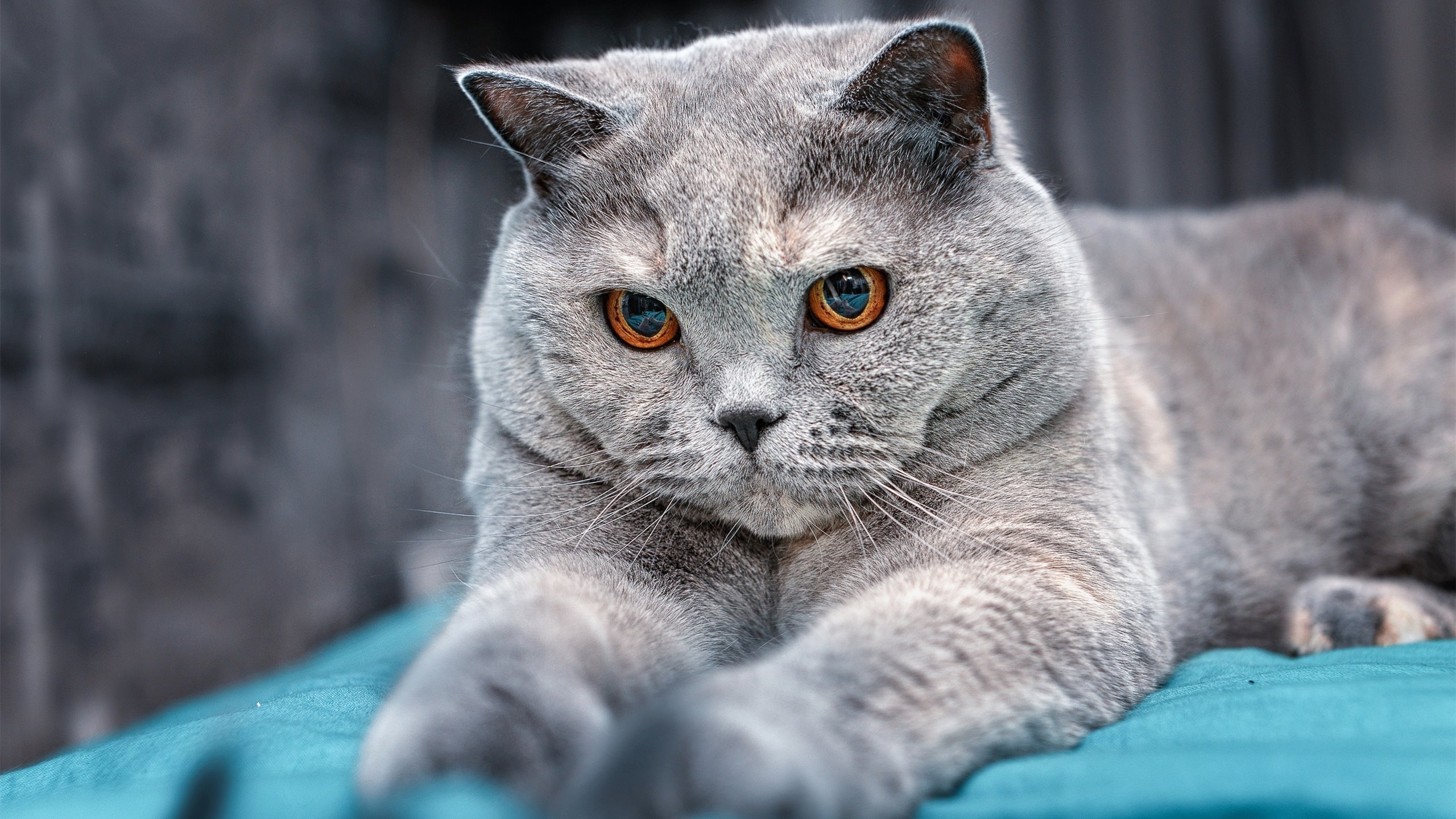 爱游戏app-RNG数据统计领先联盟，lpl技术统计