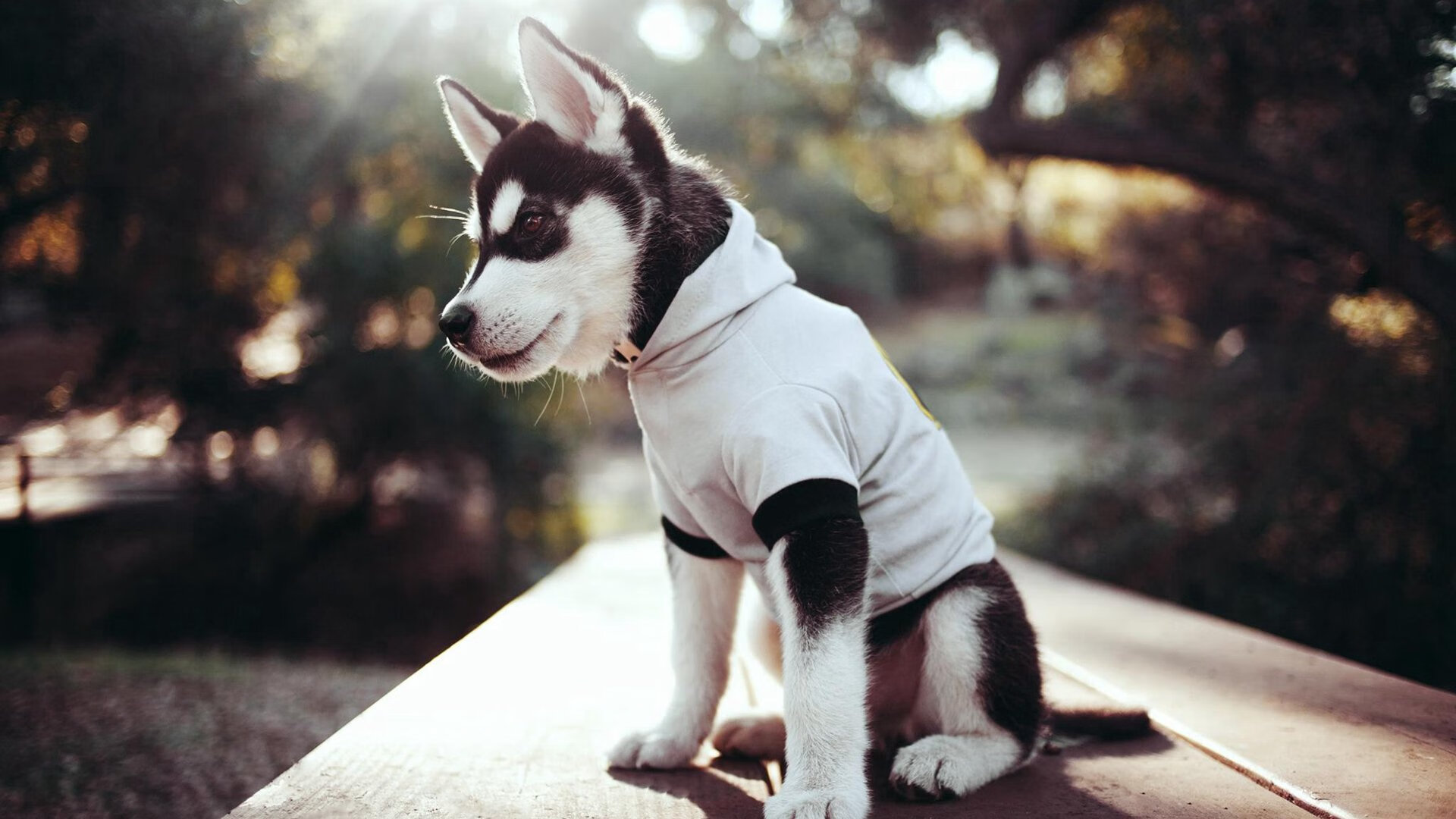 切尔西女足战术视频回顾，切尔西女足欧冠