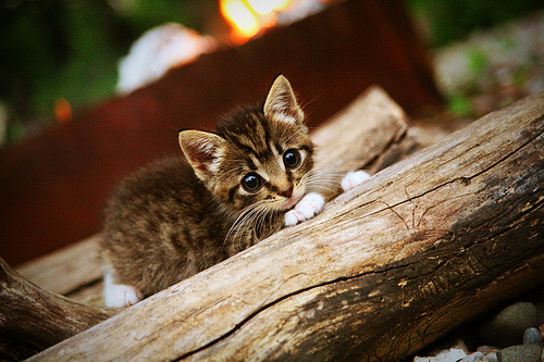 爱游戏-广东宏远夺冠呼声高，球队整体状态稳定，广东宏远今年战绩