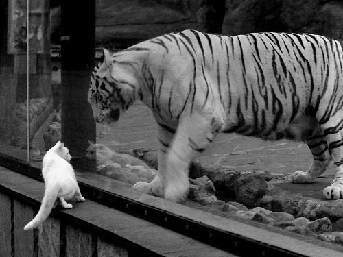 广厦控股 老将状态回暖，广厦控股最新状态