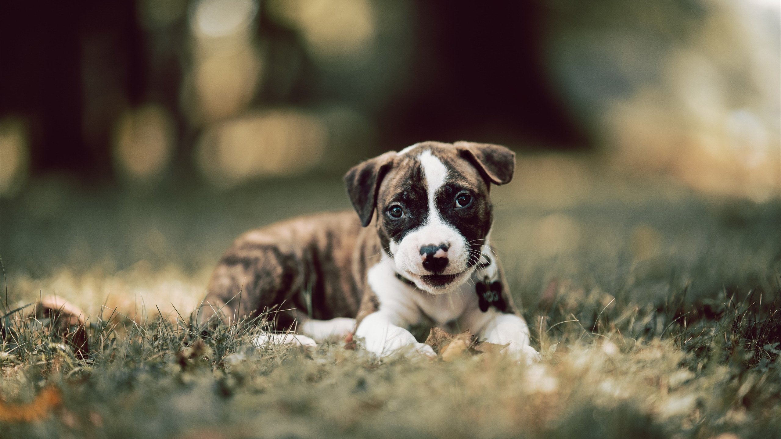 爱游戏app下载-日本女足联赛新星崭露头角，赢得球迷喝彩，日本女足小组赛