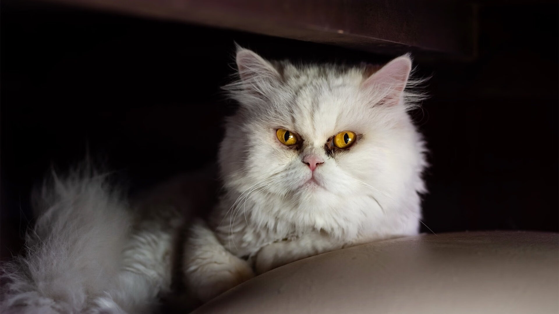 萨拉提瓦入选国家队,多场比赛表现抢眼,萨提瓦饮料