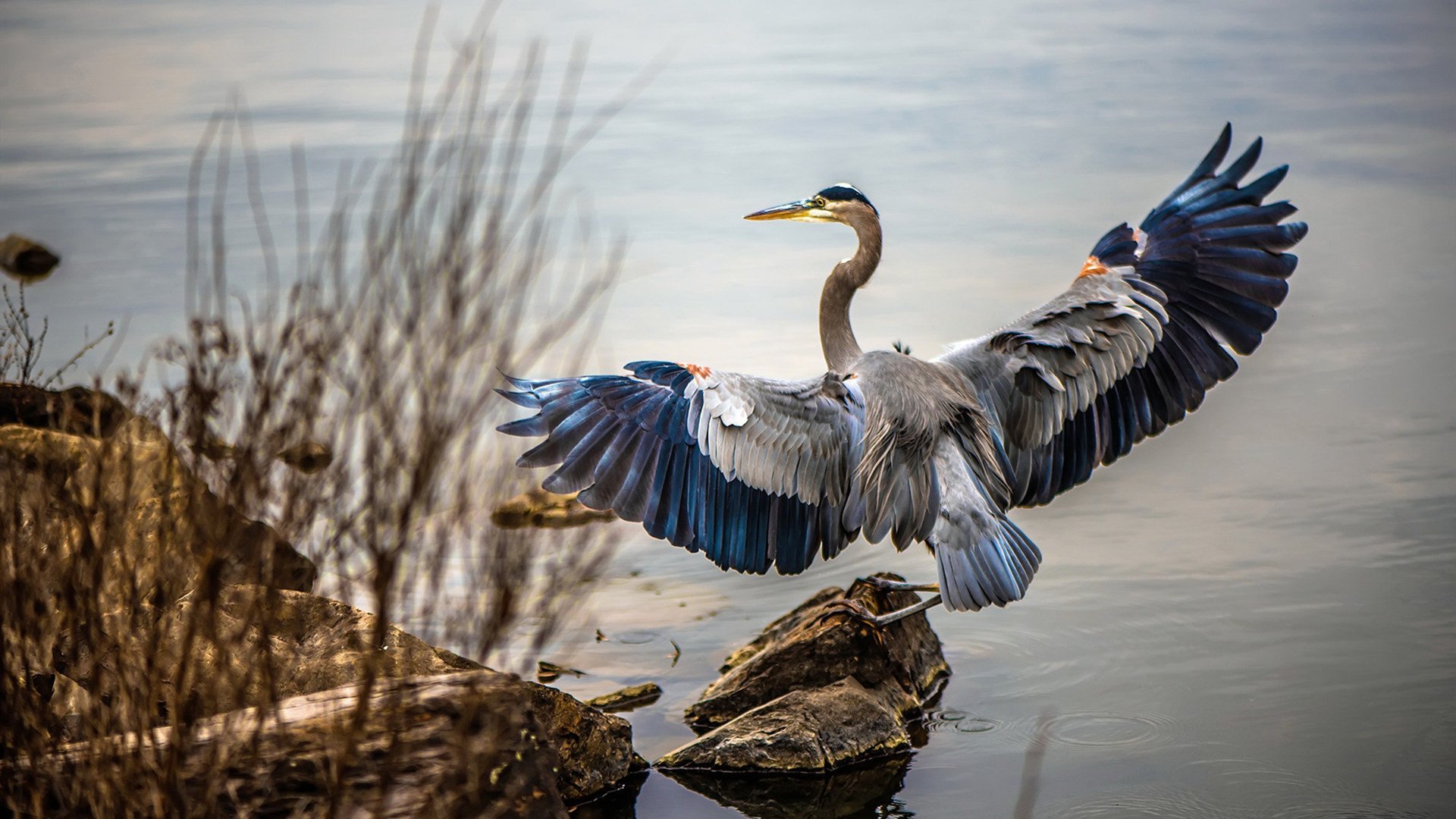 篮球专项技能动作标准化训练体系创新，篮球技术动作要领和要求