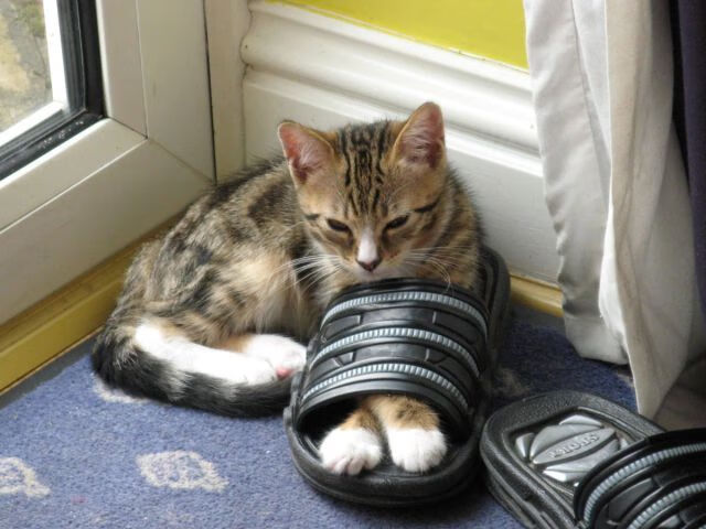 男子高尔夫亚巡赛中国新秀再添佳绩,高尔夫亚太业余锦标赛