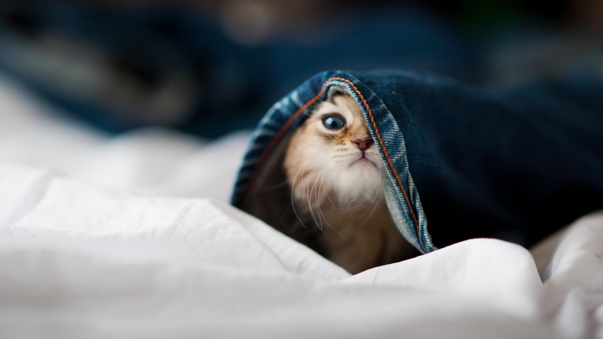 爱游戏体育（AYX）官方APP下载-USM Alger 半决赛大胜 NA Hussein Dey 确保决赛席位，ncaa半决赛2021