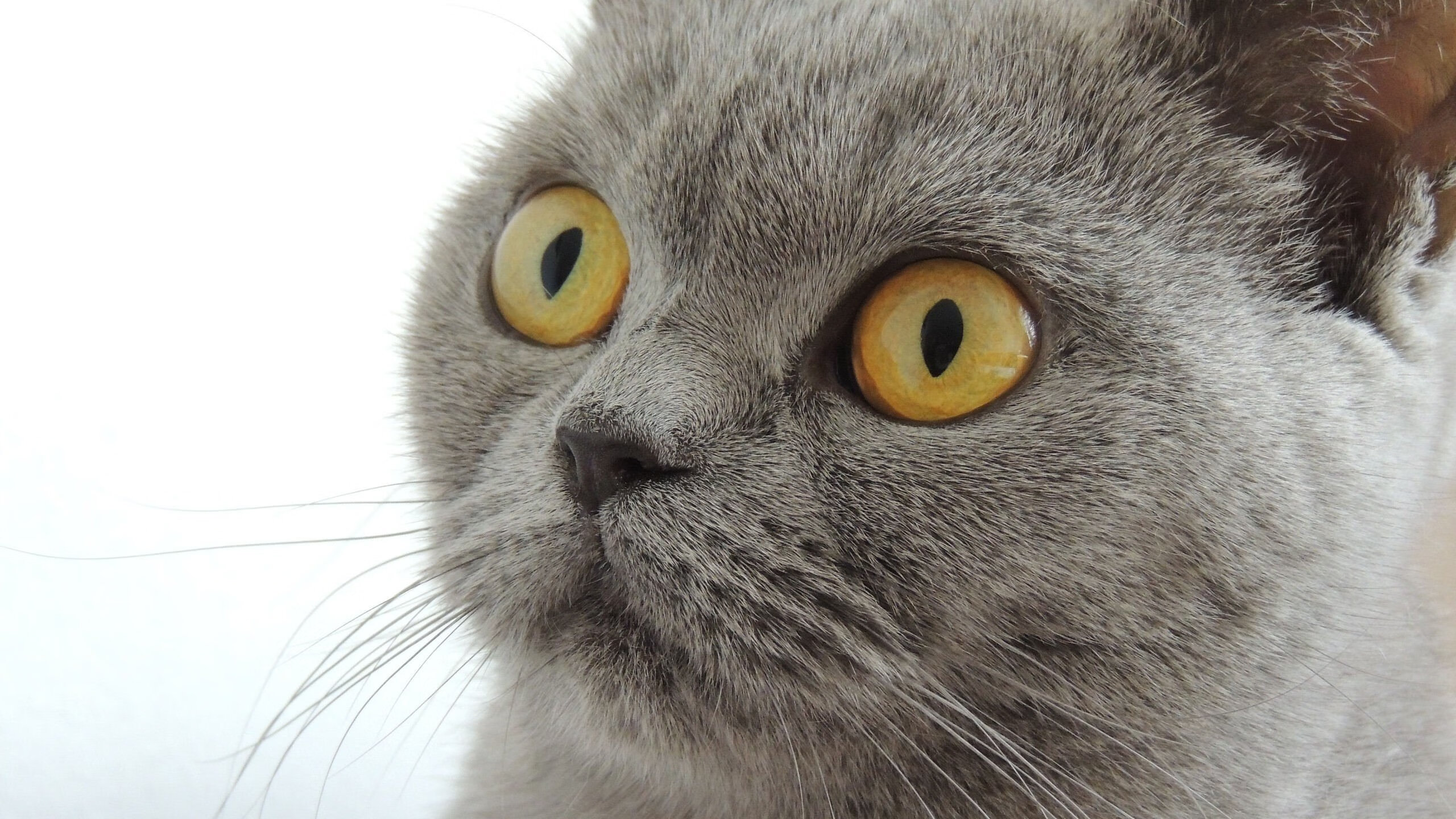 体育新闻中心上线体育舆情监控智能分析系统，体育新闻资讯