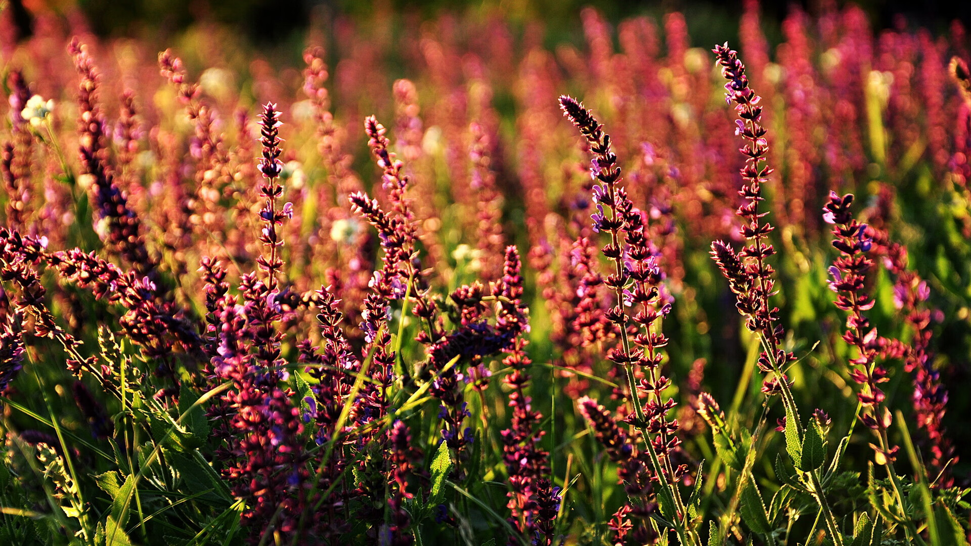 体育新闻中心助力退役运动员内容创业计划，退役运动员创业政策