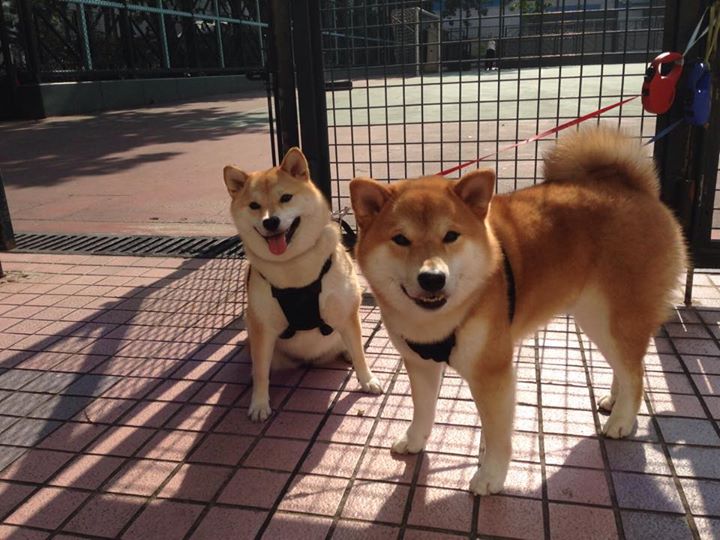 后场速度之战谁能领跑联盟，后场速度之战谁能领跑联盟啊
