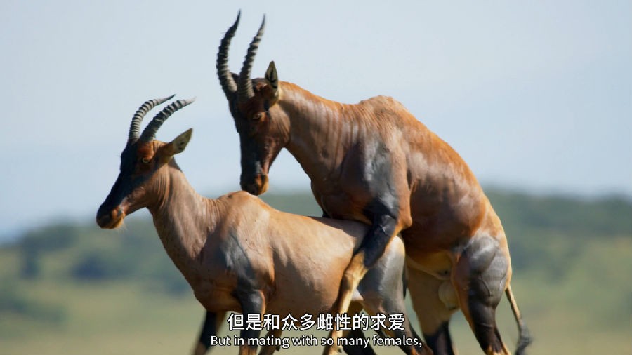 包含爱游戏:体育明星纪录片，展现真实一面的词条